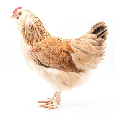 Hoover's Hatchery Live Salmon Faverolle Baby Chicks, 10 ct.