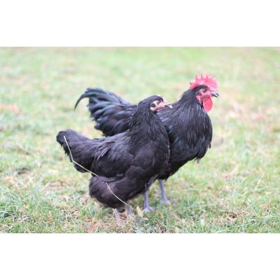 jersey giant pullet