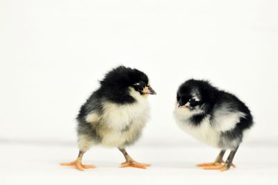 Image showing  Live Jersey Giant Chickens, 10 ct. Baby Chicks