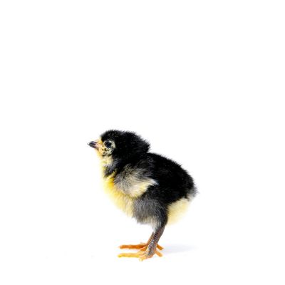 Image showing  Live Jersey Giant Baby Chicks, 10 ct.