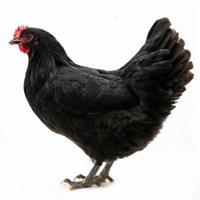 Hoover's Hatchery Live Jersey Giant Baby Chicks, 10 ct.