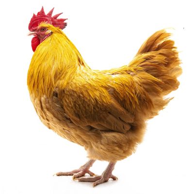 Image showing  Live Buff Orpington Baby Chicks, 10 ct.