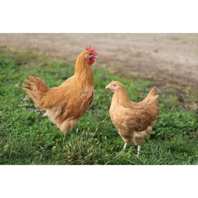 Hoover's Hatchery Live Buff Brahma Chickens, 10 ct. at Tractor