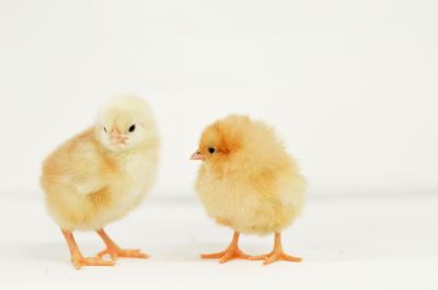 Image showing  Live Buff Orpington Baby Chicks, 10 ct.