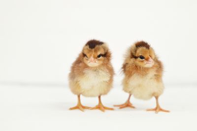 Image showing  Live Welsummer Chickens, 10 ct. Baby Chicks