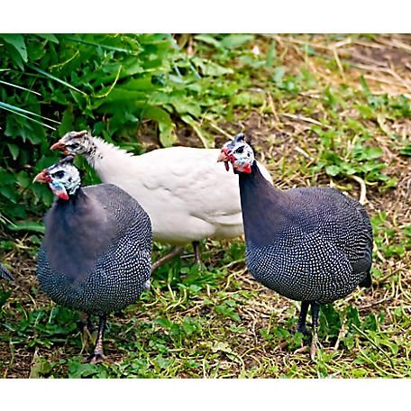 Guinea Fowl Spotted – Farm Basket LLC