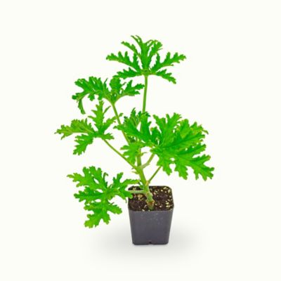 DeGroot 2 in. Potted Citronella Plant
