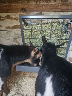 Image showing  Sheep and Goat 3-in-1 Hanging Feeder