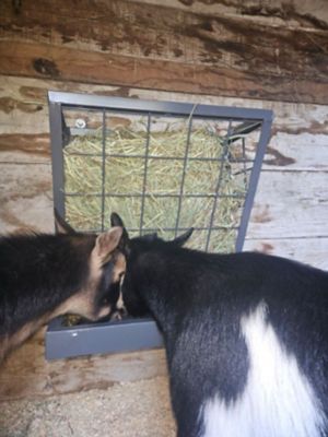 Image showing  Sheep and Goat 3-in-1 Hanging Feeder