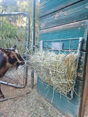Image showing  Sheep and Goat Basket Feeder