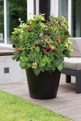 Image showing  Blackberry Baby Cakes