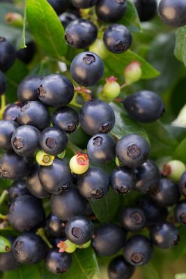 Image showing  Blueberry BerryBux Plant