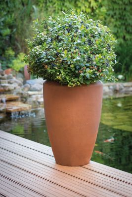 Image showing  Blueberry BerryBux Plant