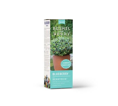 Image showing  Blueberry BerryBux Plant