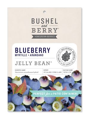Bushel and Berry Blueberry Jelly Bean