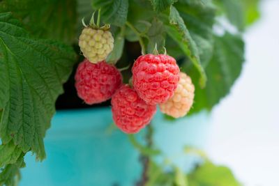 Image showing  Raspberry Shortcake