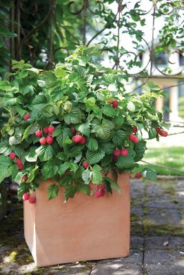 Image showing  Raspberry Shortcake