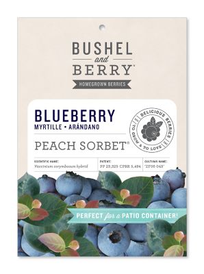 Bushel and Berry Peach Sorbet Blueberry Bare Root Plant