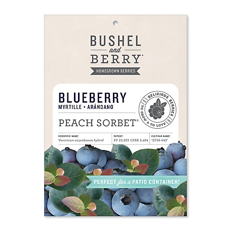 Bushel and Berry Peach Sorbet Blueberry Bare Root Plant