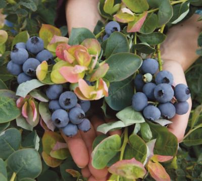Image showing  Peach Sorbet Blueberry Bare Root Plant