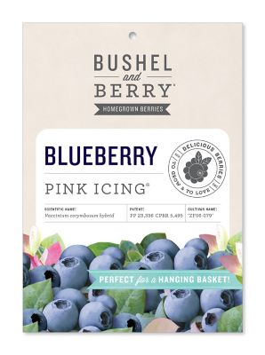 Bushel and Berry Pink Icing Blueberry Bare Root Plant