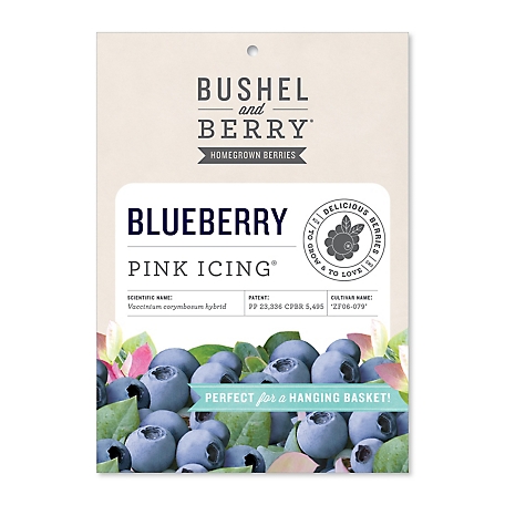 Bushel and Berry Pink Icing Blueberry Bare Root Plant