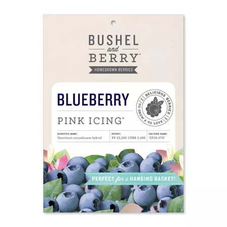 Bushel and pink berry icing blueberry bare root plant Fruit Trees & Plants