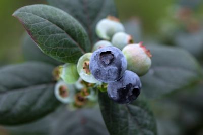Image showing  Pink Icing Blueberry Bare Root Plant