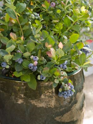 Image showing  Pink Icing Blueberry Bare Root Plant