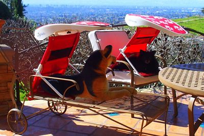 Image showing 5 th ShadyPaws Dog Shade Travel Gear