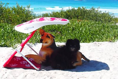 Image showing 6 th ShadyPaws Dog Shade Travel Gear