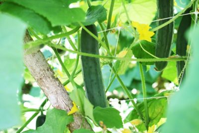 Image showing  328 ft. x 36 in. Hortonova Trellis Netting, 5.9 in. x 5.9 in. Mesh