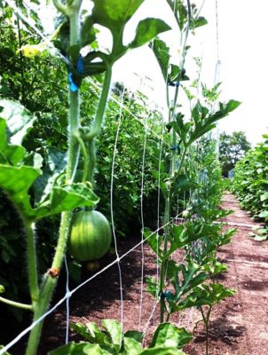 Image showing  328 ft. x 4 ft. Hortonova Trellis Netting, White, 5.9 in. x 5.9 in. Mesh