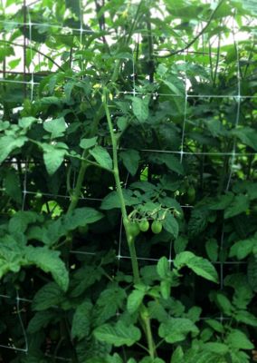 Image showing  328 ft. x 4 ft. Hortonova Trellis Netting, White, 5.9 in. x 5.9 in. Mesh