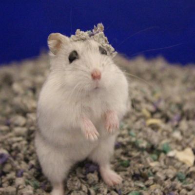 Image showing  Fresh World Original Paper Bedding & Litter for Small Animals and Birds, 2130 cu. in., 35 L