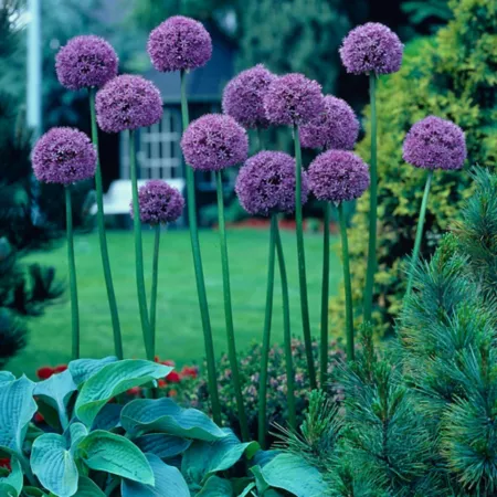 Van Zyverden Giant Gladiator Alliums set of 3 bulbs Perennials