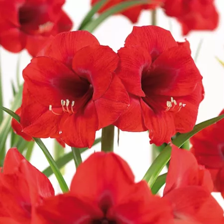 Van Zyverden Merry Christmas African Amaryllis 1 Bulb Perennials