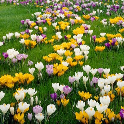 Van Zyverden Large Flowering Crocus Plant Blend, 25 Bulbs