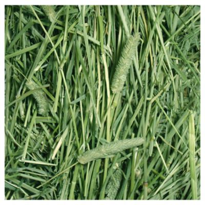 Image showing  All-Natural Small Pet Timothy Hay, 24 oz.