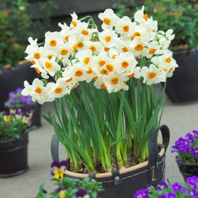 Van Zyverden Geranium Daffodil Plant, 12 Bulbs