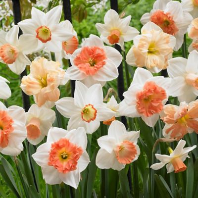 Van Zyverden Pink Daffodil Plant Mix, 50 Bulbs