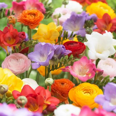 Van Zyverden Multicolor Grand Freesia and Ranunculus Blend Plants, Set of 25 Bulbs, 21482