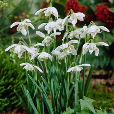 Van Zyverden Snowdrops Galanthus Plant, 25 Bulbs