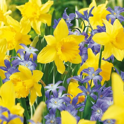 Van Zyverden Deer-Resistant Garden Plant Mix, 50 Bulbs