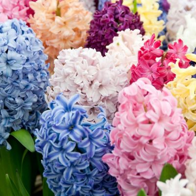 Van Zyverden Easter Basket Hyacinths Blend, Set of 12 Bulbs