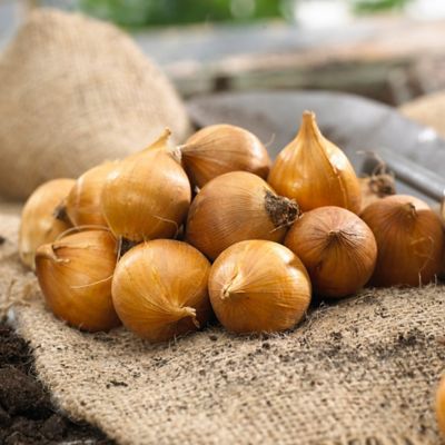 Image showing  Dutch Iris Plant Mix, 25 Bulbs, 21513