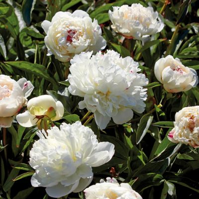 Van Zyverden Festiva Maxima Peony Plant, 3 Roots, 21545