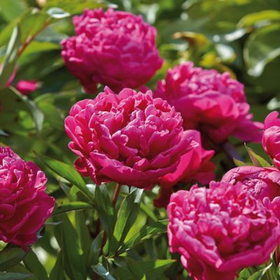 ✳︎peony✳︎ Stunning Light Pink Peony Bulbs For Sale | Mrs. F.D.