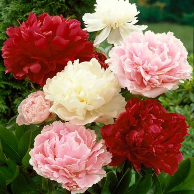 Van Zyverden Mixed Colors Peony Plant Blend, 6 Roots at