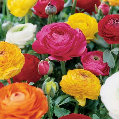 Van Zyverden Multicolor Double Blooming Mixed Butter Cups Ranunculus, Set of 25 Bulbs, 21560